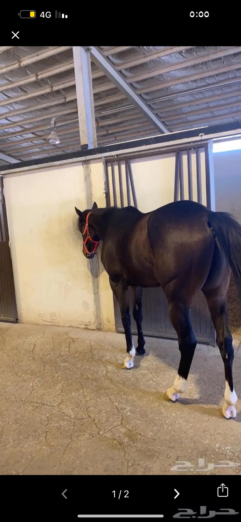 A horse carriage traveling from Jeddah to Medina and returning in the same direction64545572007169110