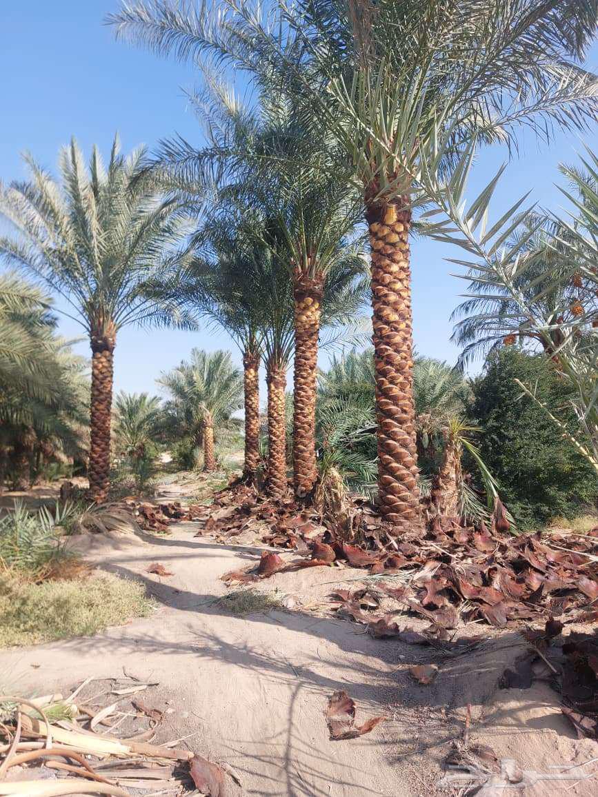 Qassim dates are healthy and fruitful Washington64545556645633114