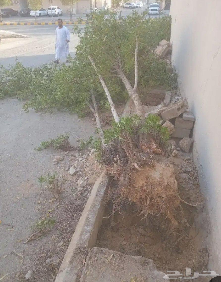 Tree trimming and palm tree removal64582256483587114