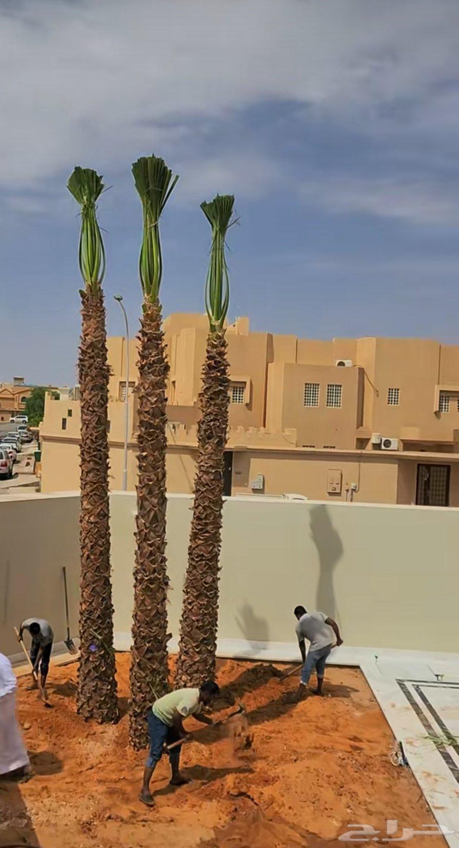 We have American Washington palm trees in all sizes and at reasonable prices64550576369537110