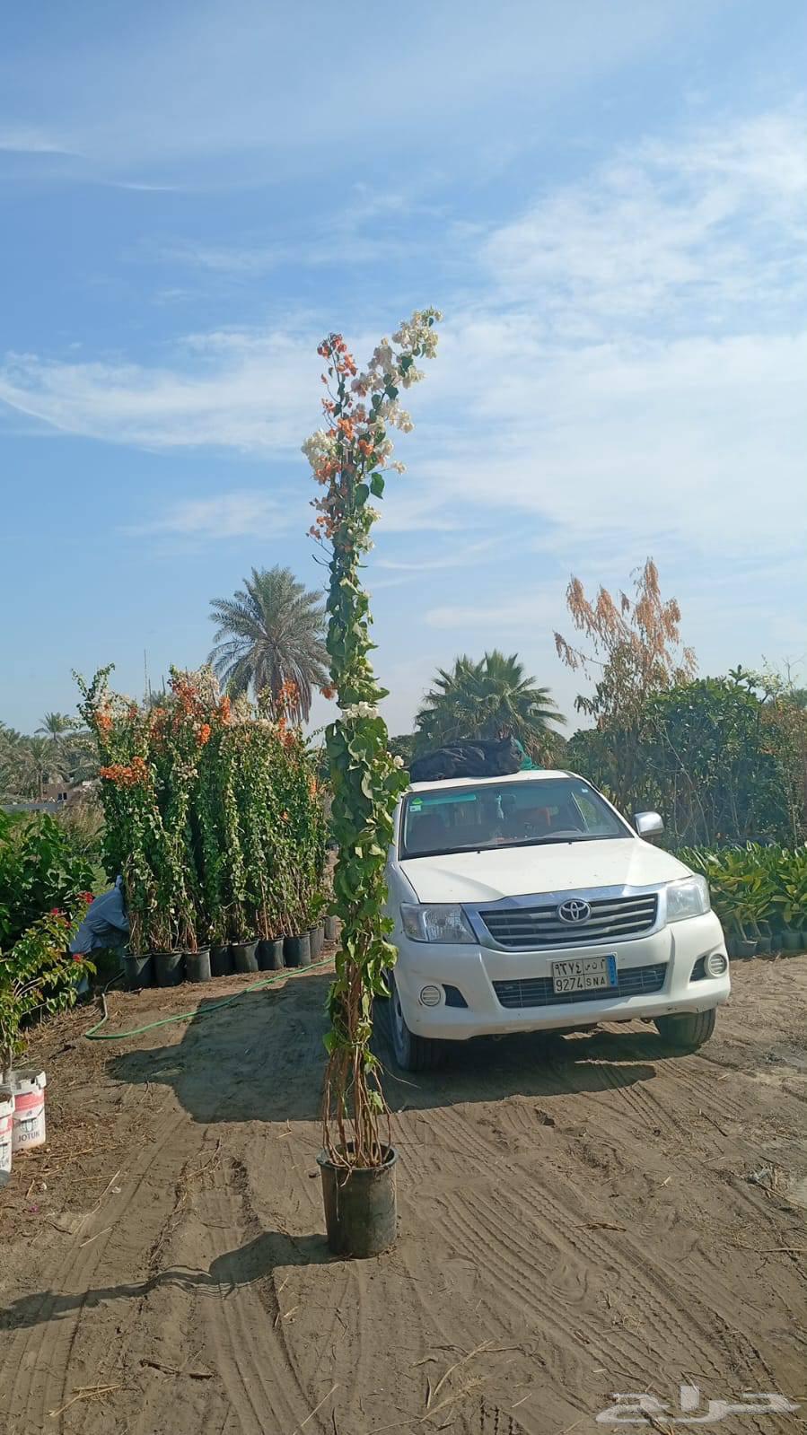 Flower seedling trees, all garden landscaping and tree planting works64550558496002111