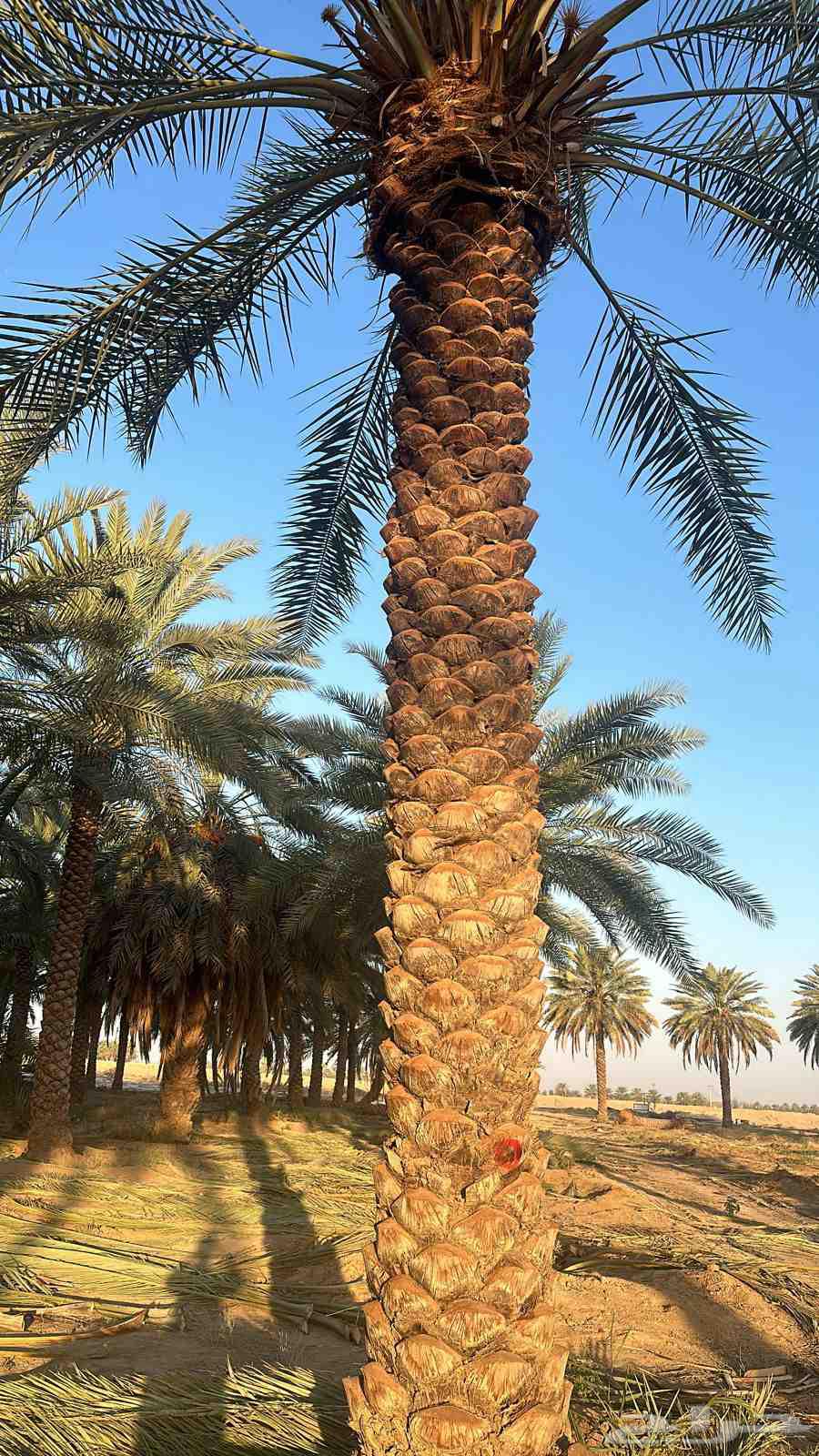 Tree pruning, palm and tree cultivation, and landscaping64582256511106114