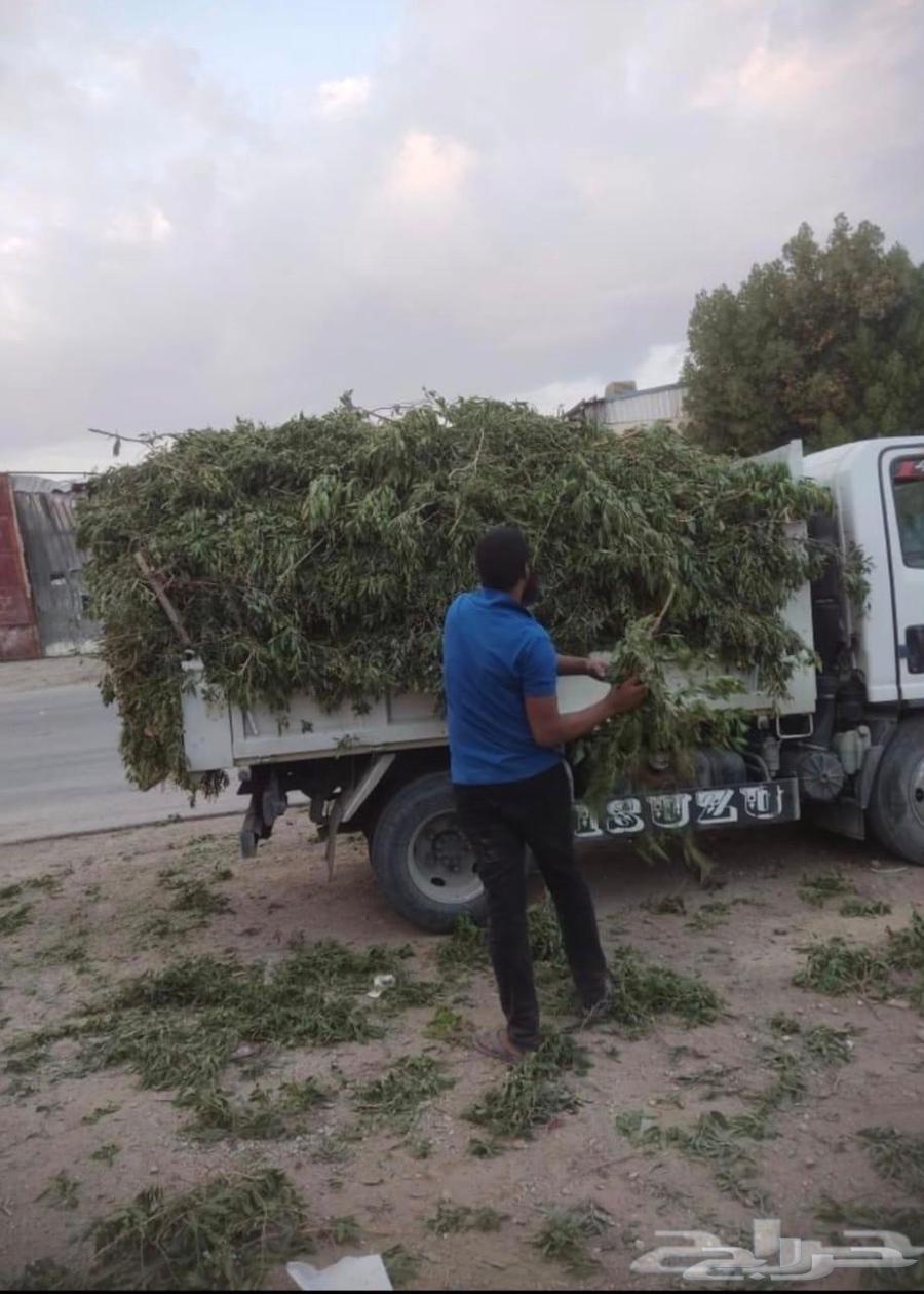 Palm tree relocation, palm planting, tree cutting, lifting, palm delivery, tree transportation64563266799490114