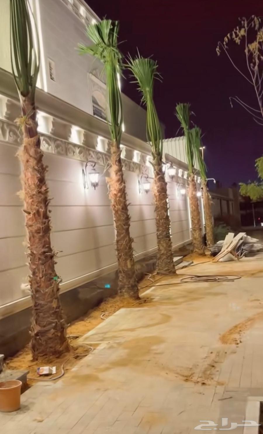 We have American Washington palm trees in all sizes and at reasonable prices64550576369537111