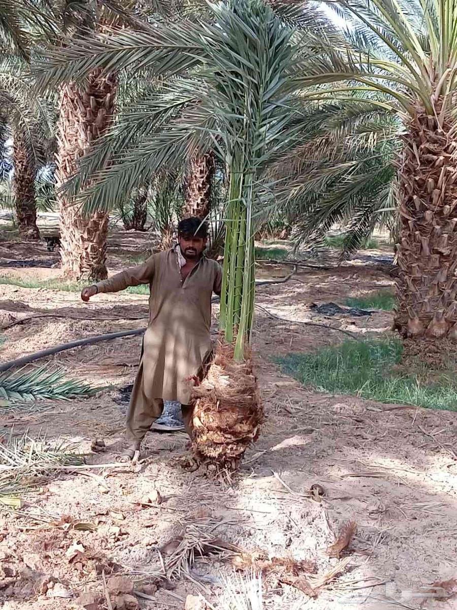 Qassim dates are healthy and fruitful Washington64545556645633113