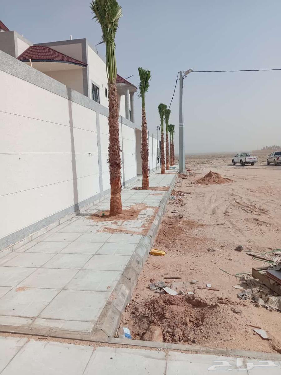 We have American Washington palm trees in all sizes and at reasonable prices64550576369537112