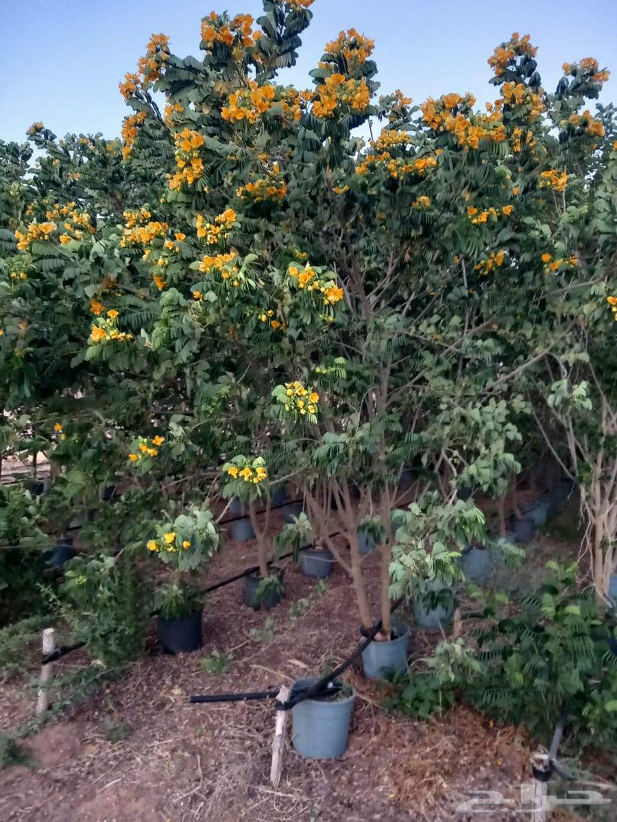 Flower seedling trees, all garden landscaping and tree planting works64550558496002112