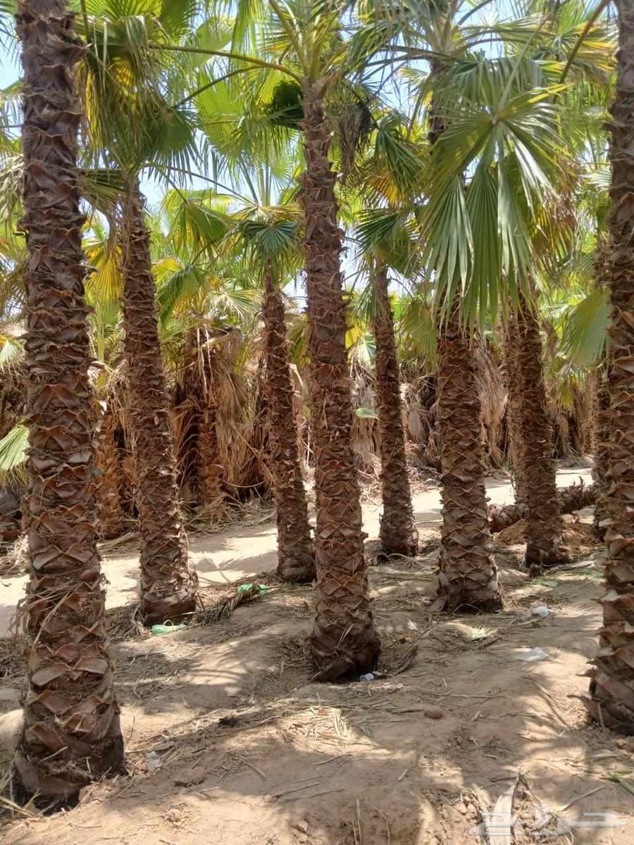 Landscaping in Riyadh for supplying natural and artificial turf64550576422657111