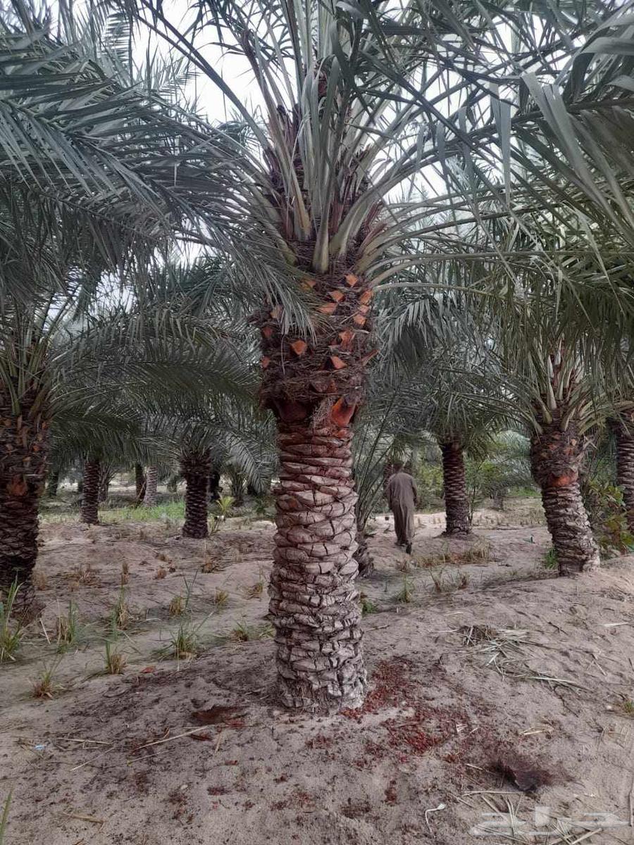 Landscaping in Riyadh for supplying natural and artificial turf64550576422657112