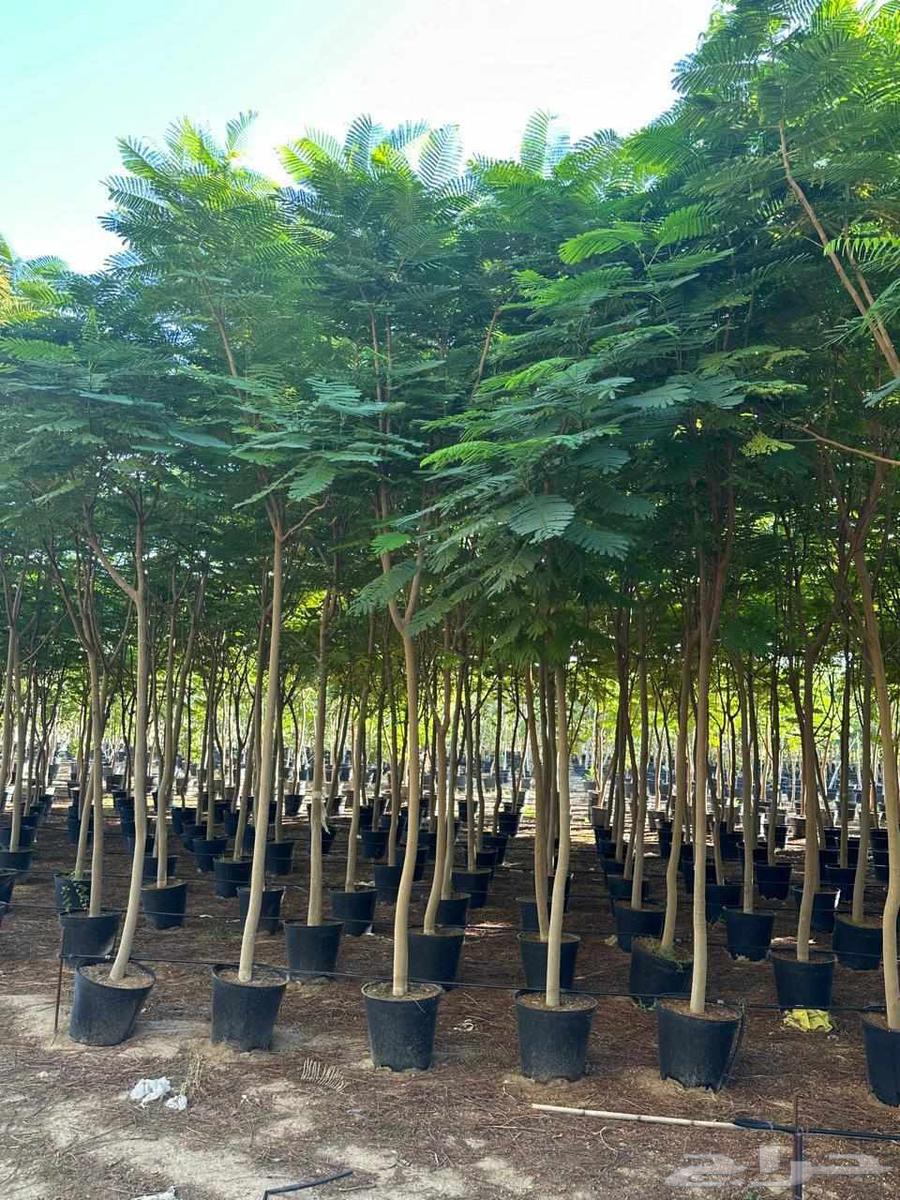 We have American Washington palm trees in all sizes and at reasonable prices64550576369537114