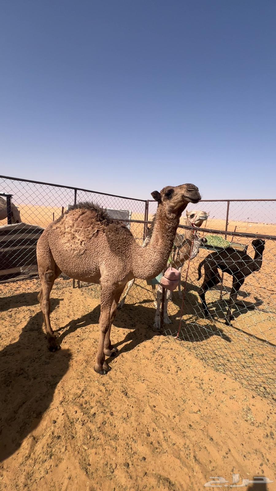 Mischief64563329811714110