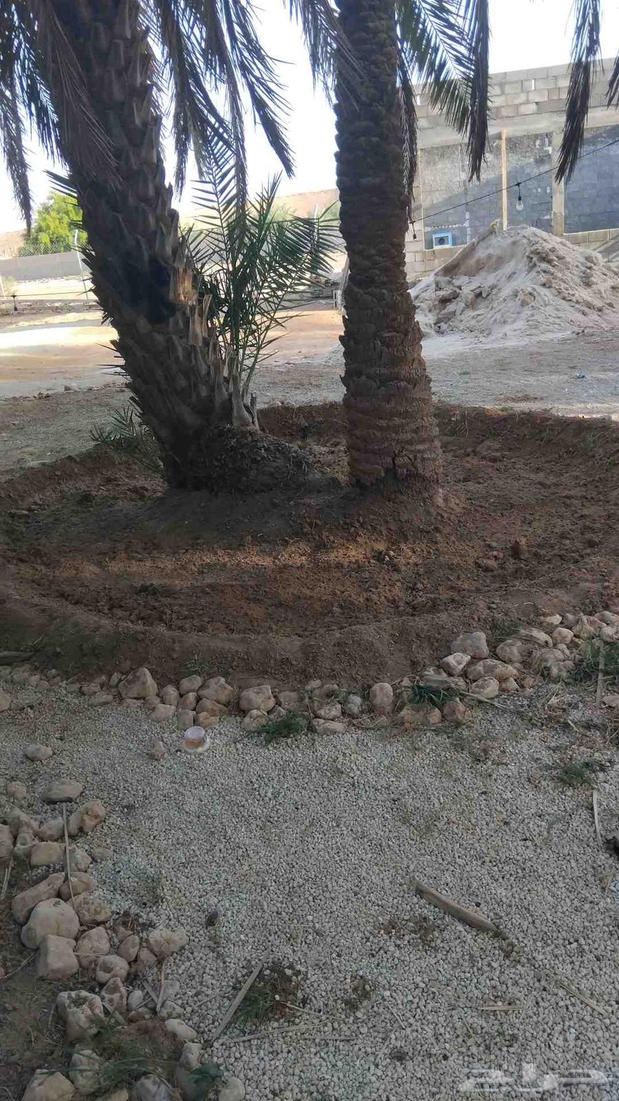 يوجد لدينا عمال تحيض وتكريب وبنا حجر64563329738627110