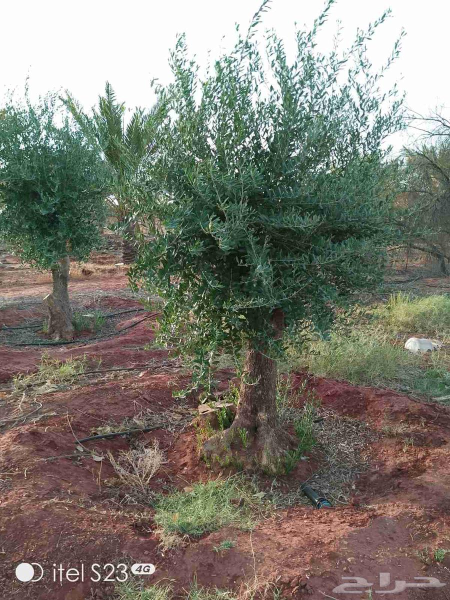 Olive trees, old and Washington palms64563375852803110