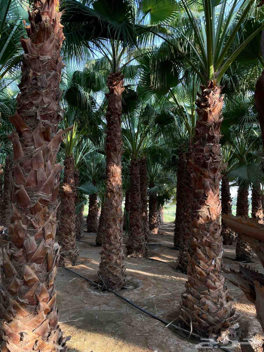 Installation of fences and palm trees64572868193666113