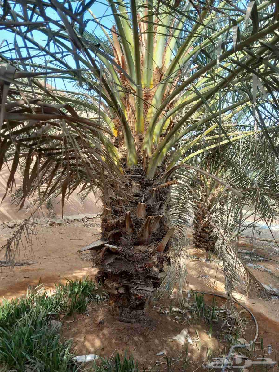 Nursery for landscaping, tree planting, and tree trimming64572720394881113