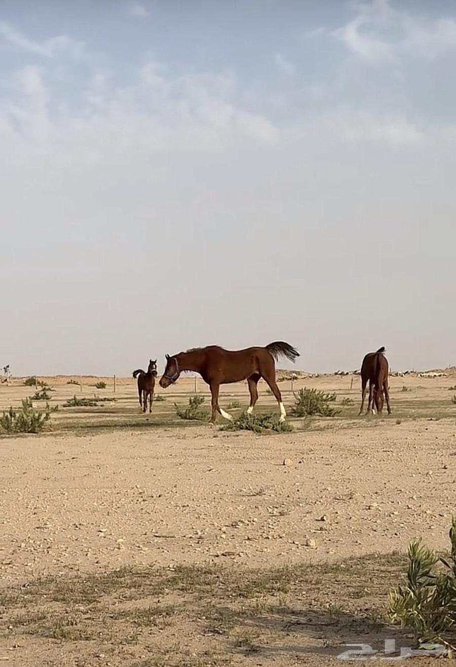 المربط البري لإيواء الخيل64572868719235111
