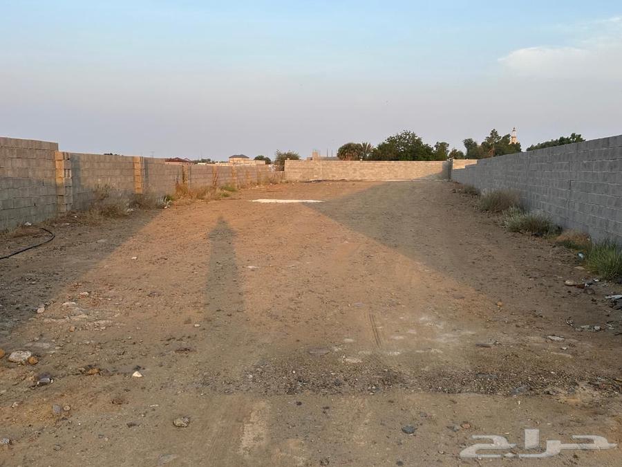 حوش للايجار في بيش64572768467329110