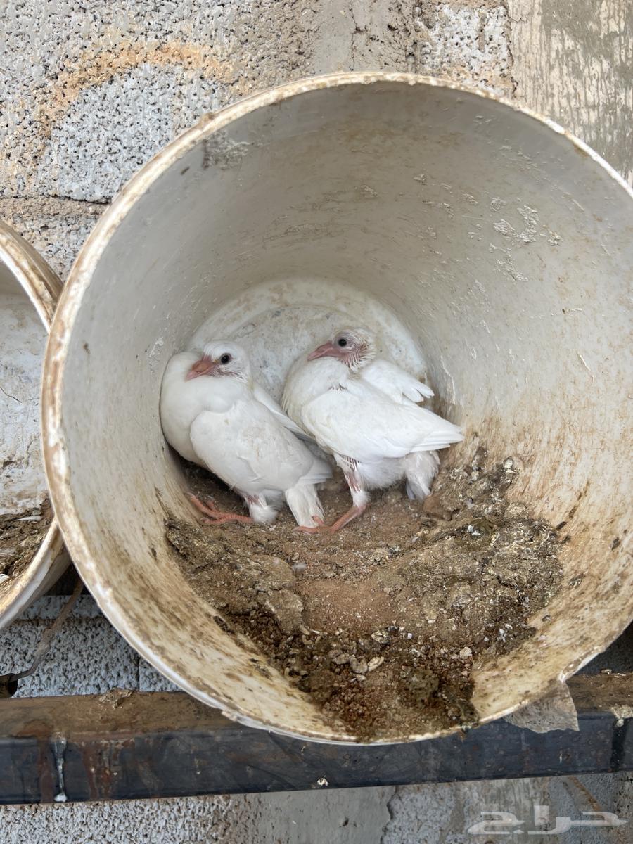 حمام فرنسي عين حمراء سوبر جامبو منتج بغزاره64563421698945110