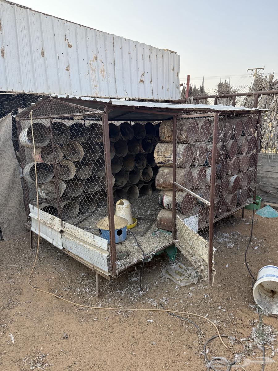 Shabak 2 3 Basitoolhun64563438445697114