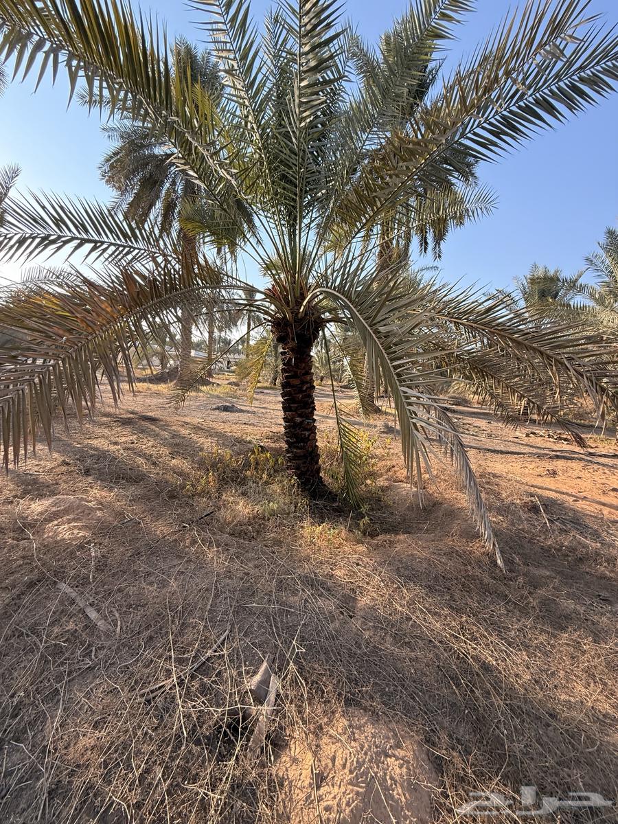 Palm Trees64563422199043110