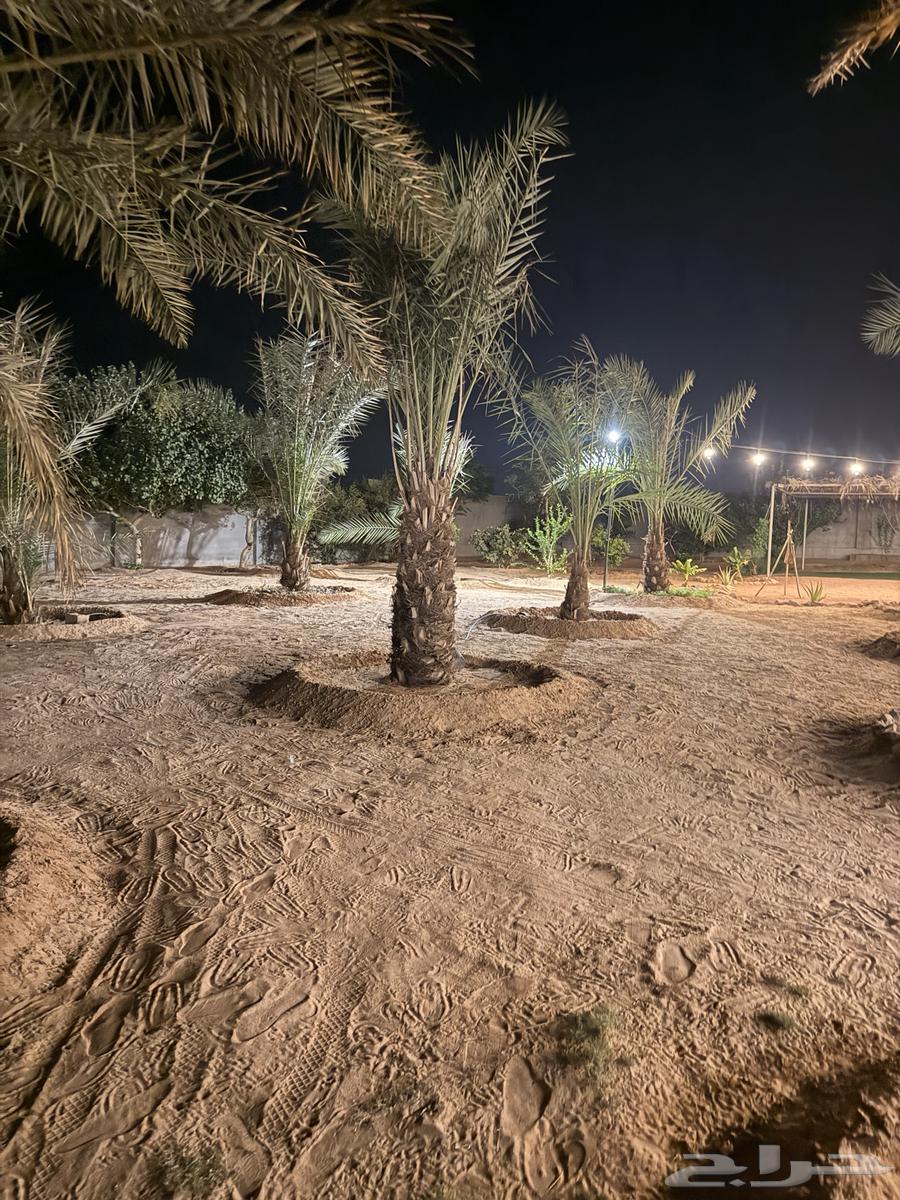 Palm Trees64563422199043114