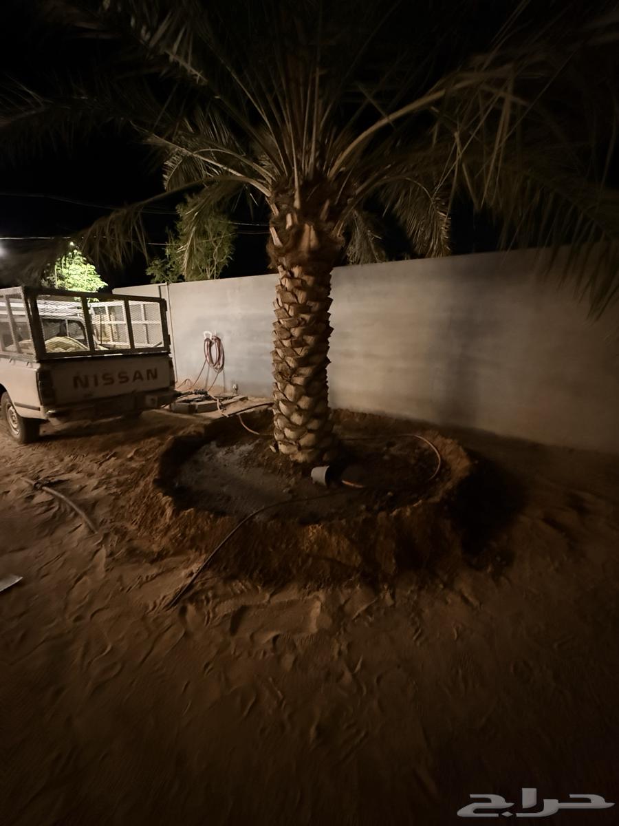 Palm Trees64563422199043113