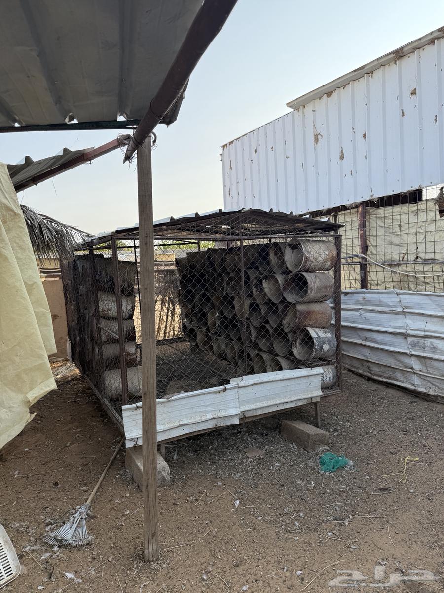 Shabak 2 3 Basitoolhun64563438445697110