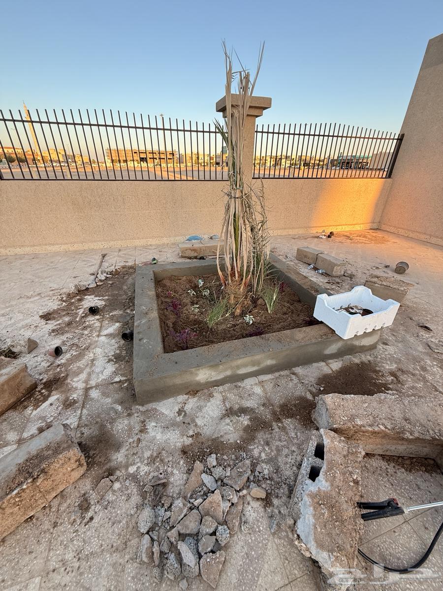 Palm Trees64563422199043111