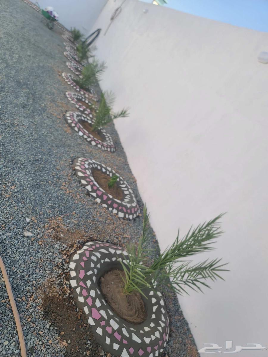 تزيين أحواض ورش وتقليم64572802324353110