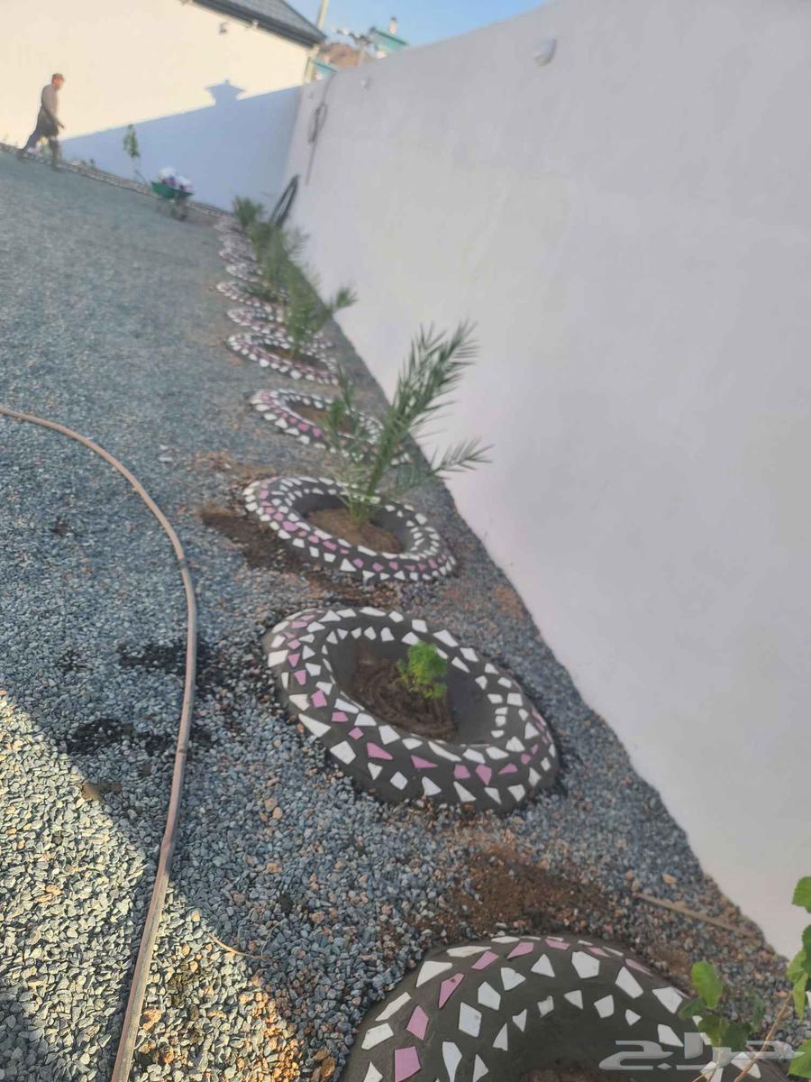 تزيين أحواض ورش وتقليم64572802324353111