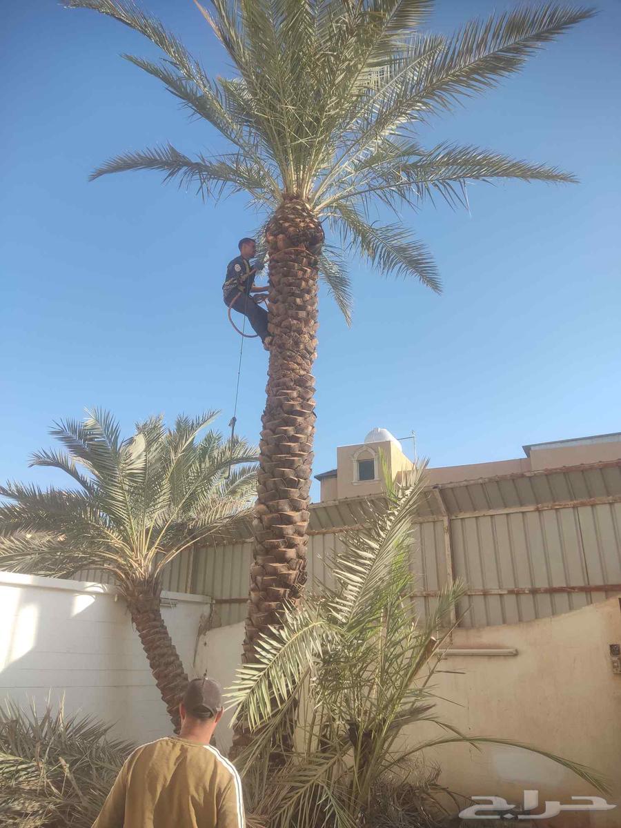 تكريب النخيل وقص الاشجار64572768688257111