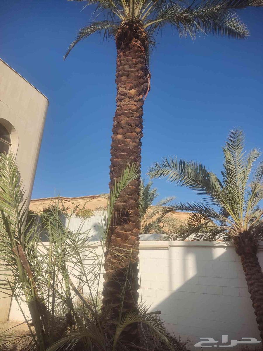تكريب النخيل وقص الاشجار64572768688257112