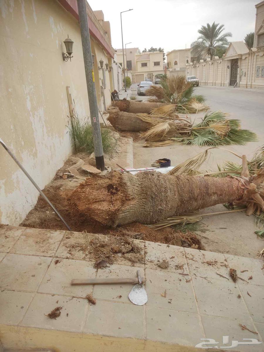 تكريب النخيل وقص الاشجار64572768688257113