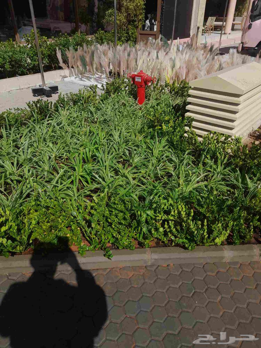 Nursery for landscaping, tree planting, and tree trimming64572720394881110