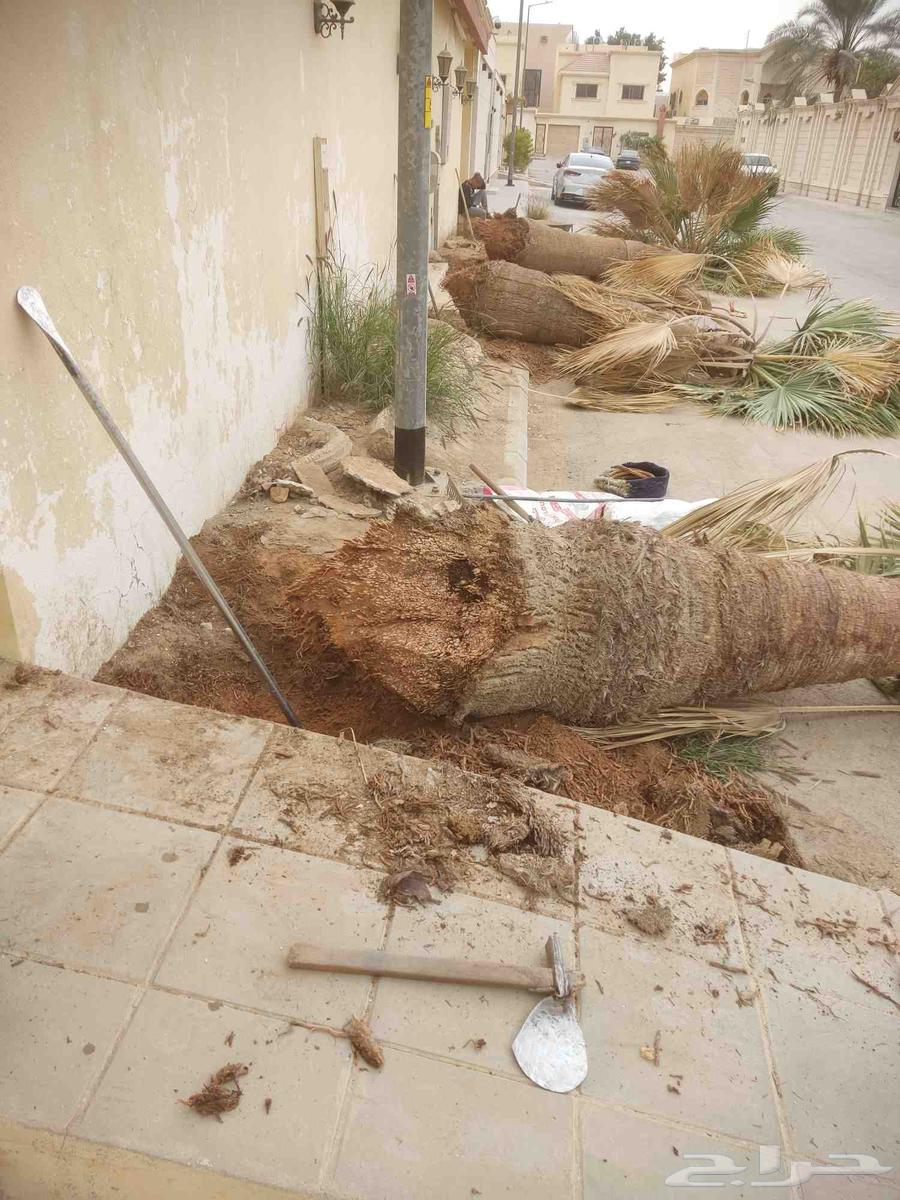 تكريب النخيل وقص الاشجار64572768688257114