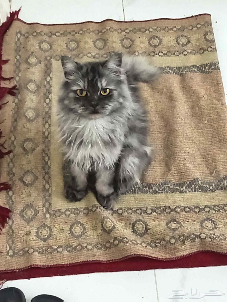 قطط للتبني جده64563329767297113