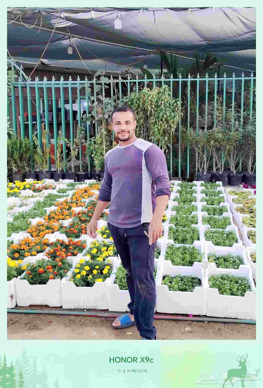 Landscape design with irrigation network installation, palm tree planting, and turf planting64572884062850110