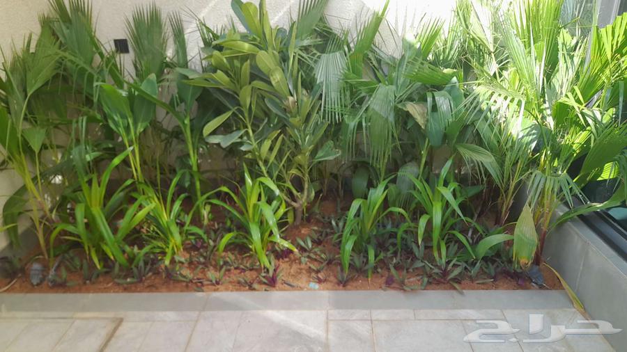 Nursery for landscaping, tree planting, and tree trimming64572720394881112