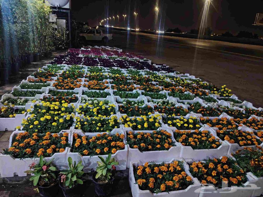 Landscape design with irrigation network installation, palm tree planting, and turf planting64572884062850114