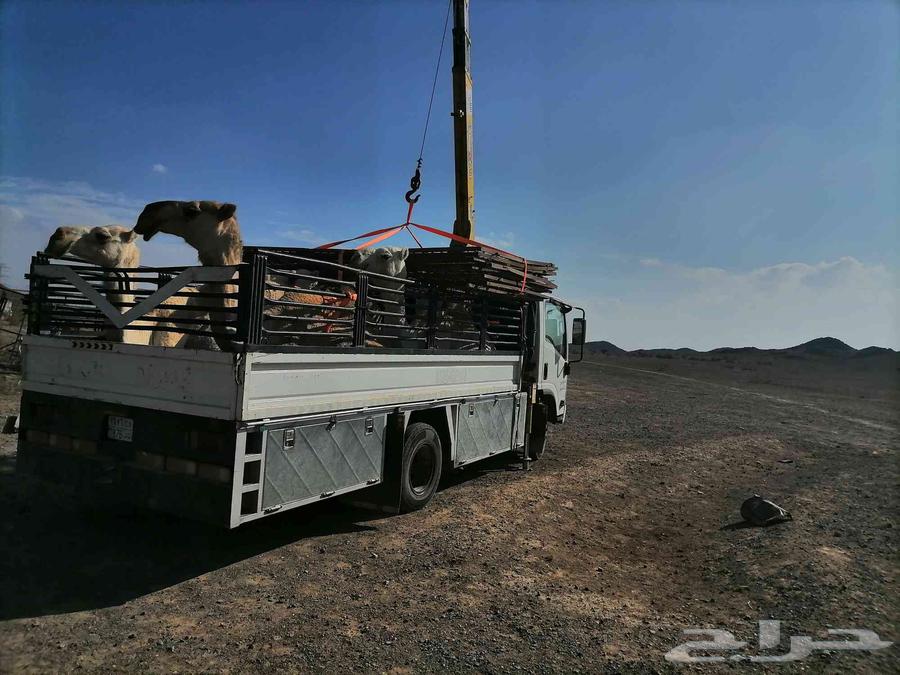 دينا ونش من ينبع للمدينه64572835823873110