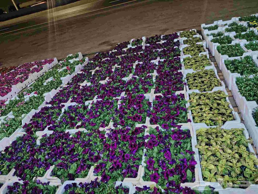 Landscape design with irrigation network installation, palm tree planting, and turf planting64572884062850112