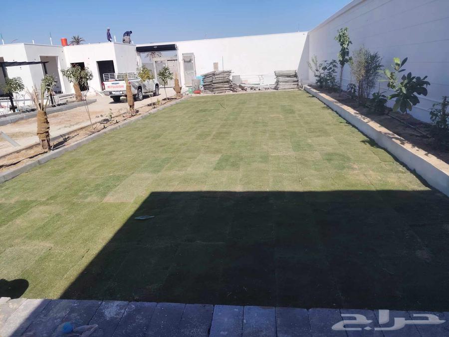 Landscape design with irrigation network installation, palm tree planting, and turf planting64572884062850113