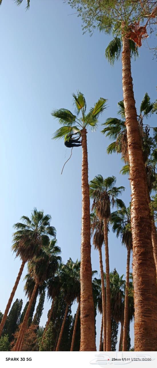 نقوم بتركيب النخل العربي والواشنطن تبوك للتواصل64572752249089113