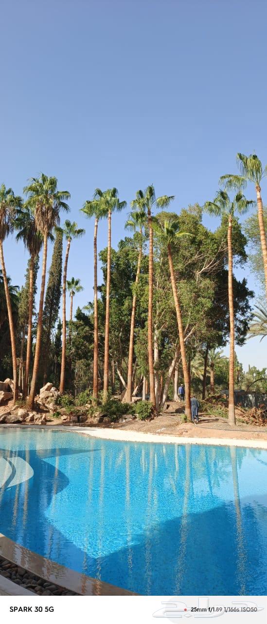 نقوم بتركيب النخل العربي والواشنطن تبوك للتواصل64572752249089114