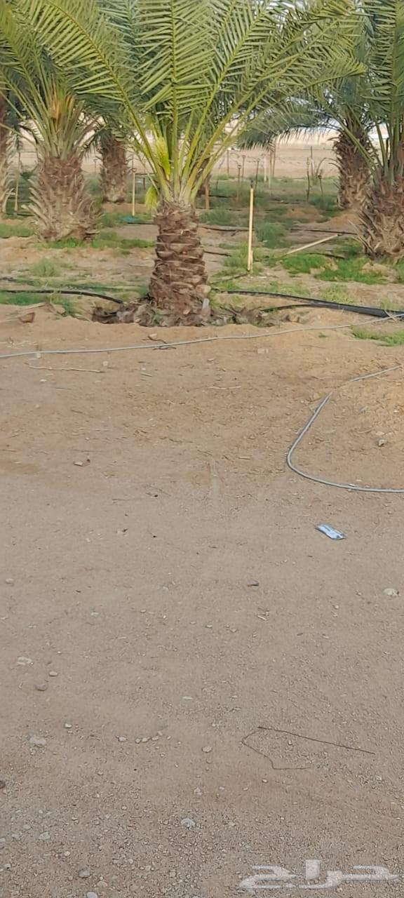 يوجد لدينا عمال تحيض وتكريب وبنا حجر64563329738627111