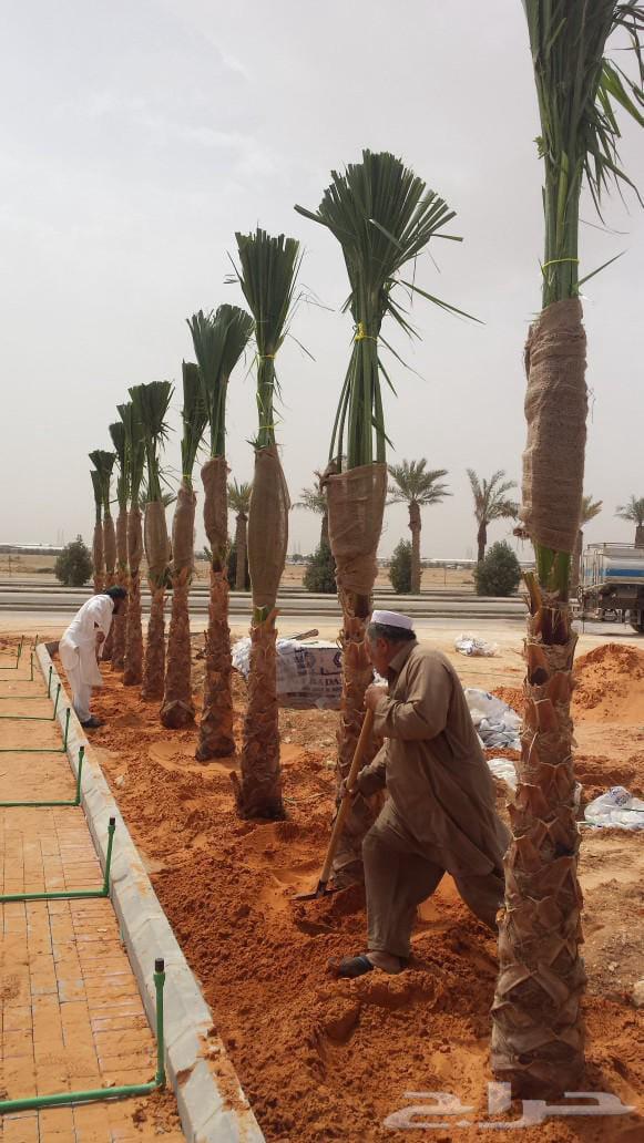 Olive trees, old and Washington palms64563375852803114