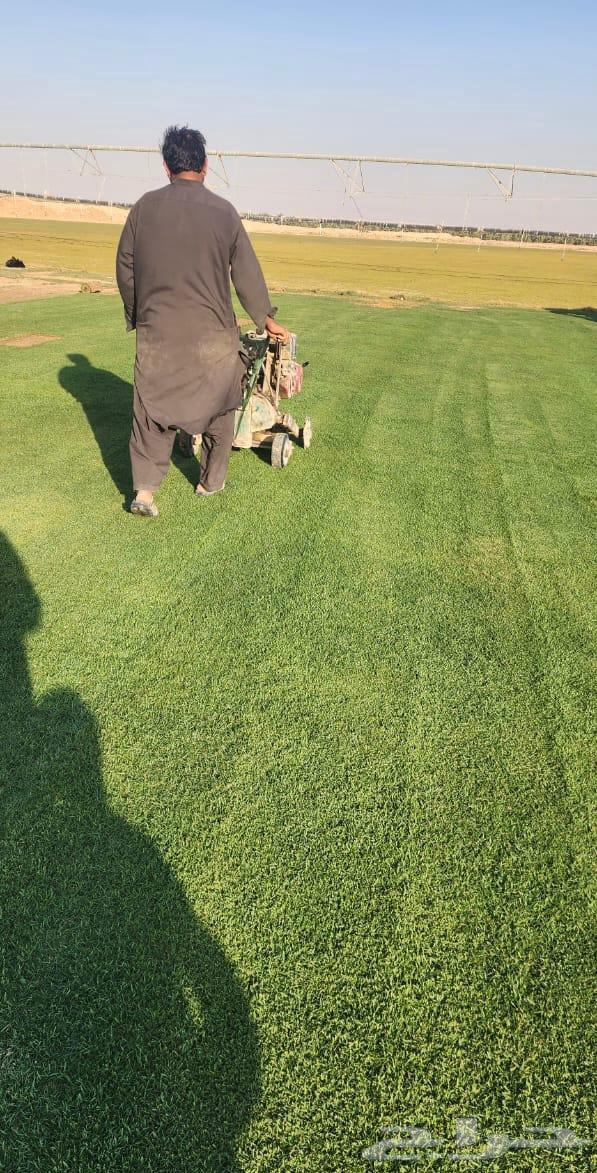 Olive trees, old and Washington palms64563375852803113