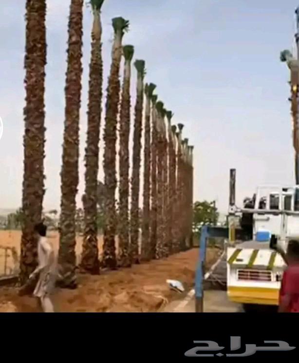 توريد وتركيب جميع انواع الشبوك والنخيل64563406936961110