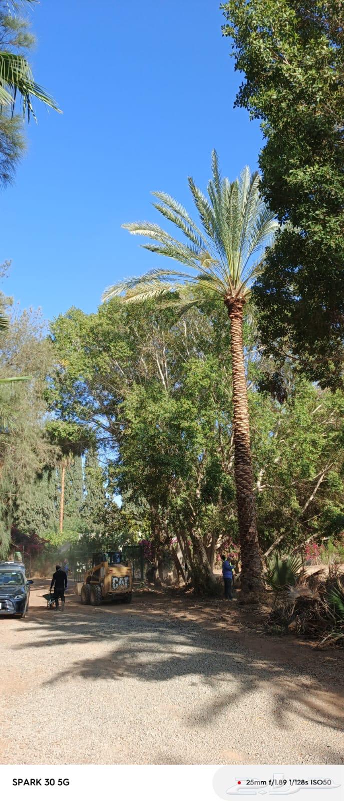 نقوم بتركيب النخل العربي والواشنطن تبوك للتواصل64572752249089110