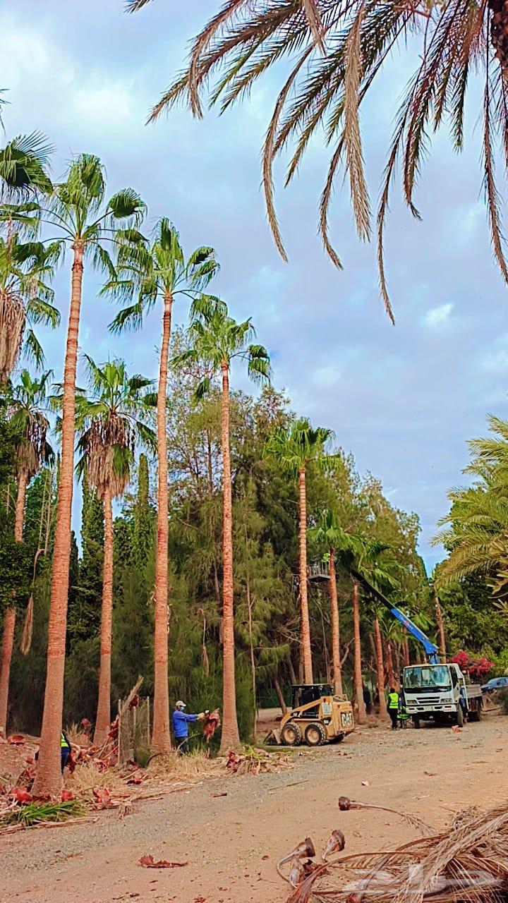 نقوم بتركيب النخل العربي والواشنطن تبوك للتواصل64572752249089112